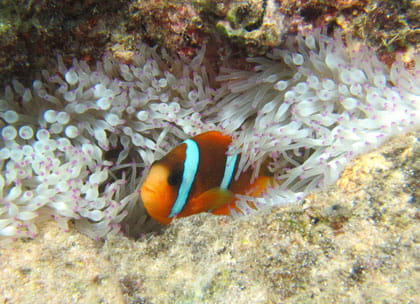 clownfish